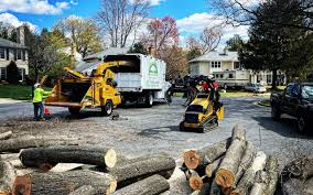 Best Leaf Removal  in La Joya, TX