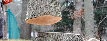 Best Firewood Processing and Delivery  in La Joya, TX
