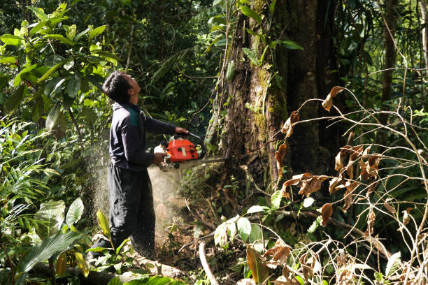 Trusted La Joya, TX Tree Services Experts