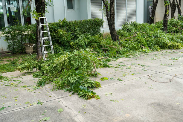 Best Tree Preservation Services  in La Joya, TX