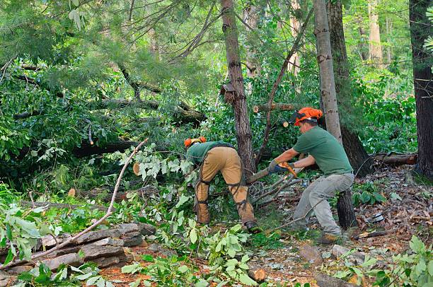  La Joya, TX Tree Services Pros